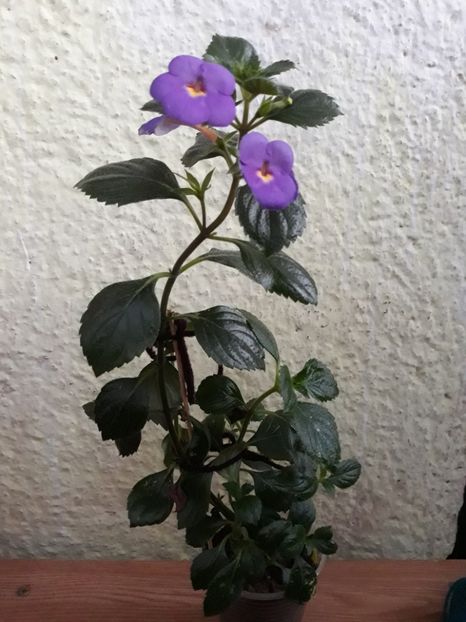  - R19 - RF s Skinerii