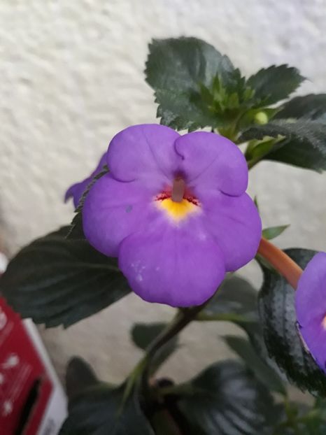  - R19 - RF s Skinerii