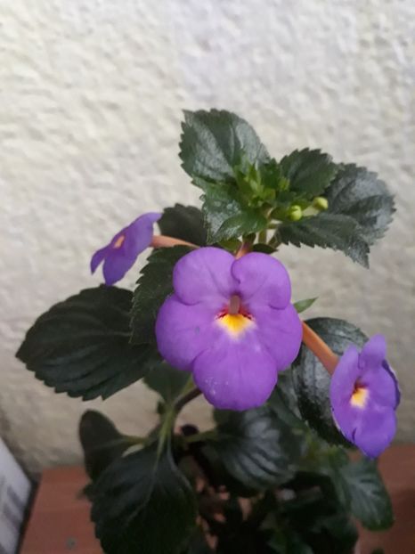  - R19 - RF s Skinerii