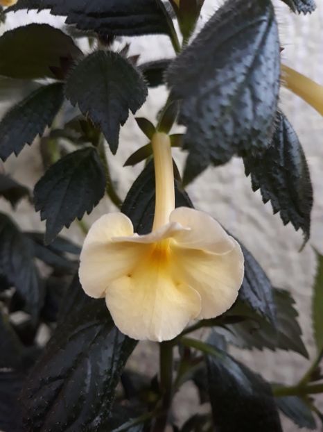  - 0001 2022 - Himalayan Sunrise xA