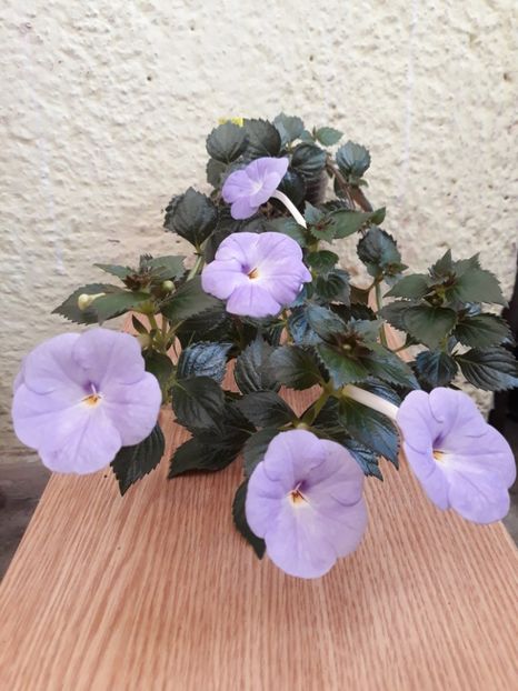  - R20 - Forget Me Not