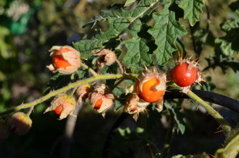 Litchi Tomato - De la autohton la exotic