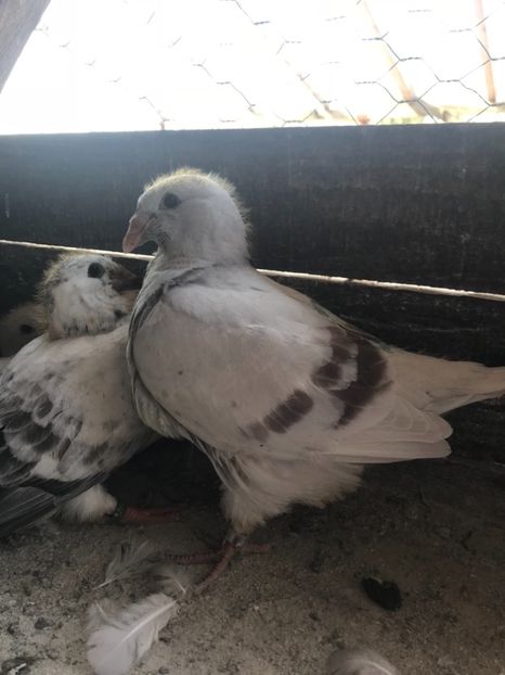 924A83FA-285B-4896-ADAA-F2B27B5391E9 - Pui 2019