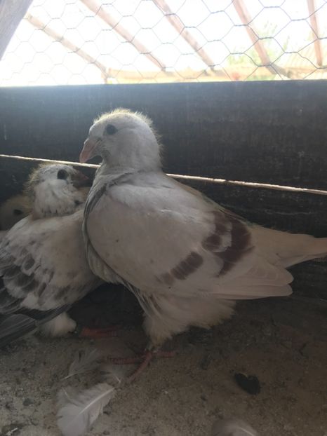 9F5F00C0-0517-46C6-828A-C45E0176E23E - Pui 2019