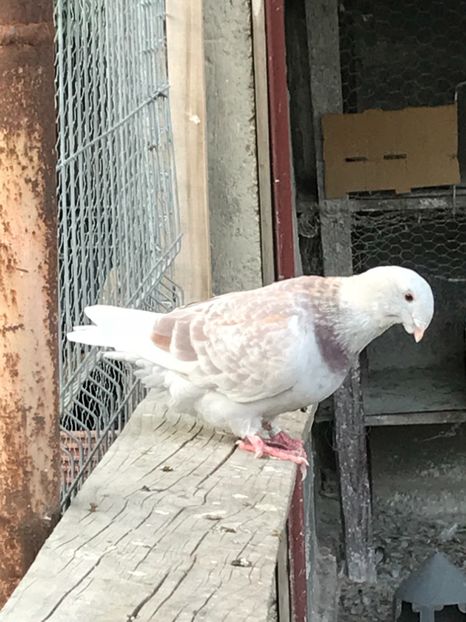 86020862-2798-45D8-983F-C433DAAF6606 - Pui 2019