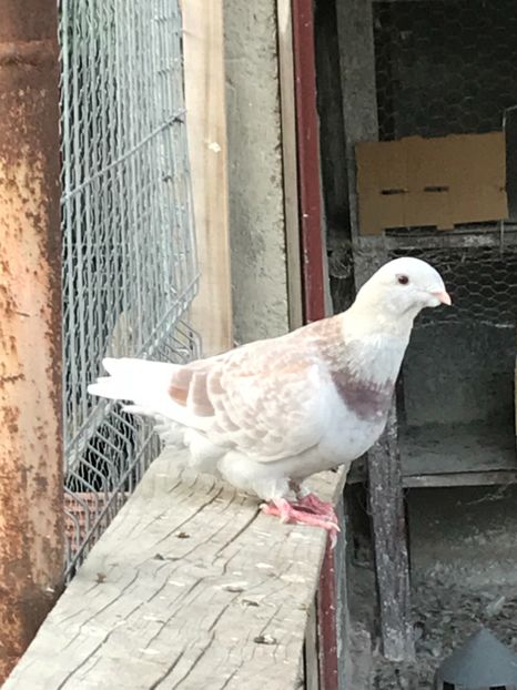 B29C10AC-EEF0-42F1-A693-78E0D3847829 - Pui 2019