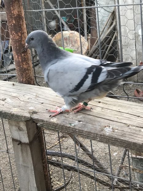 FBAE1285-2C98-4CD8-BA27-1C1736148653 - Pui 2019