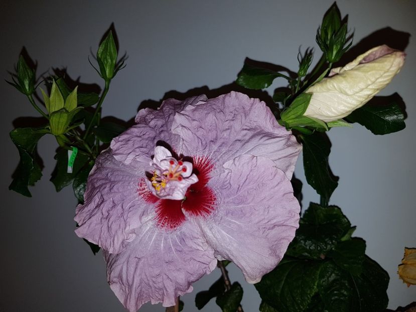  - HIBISCUS 2019