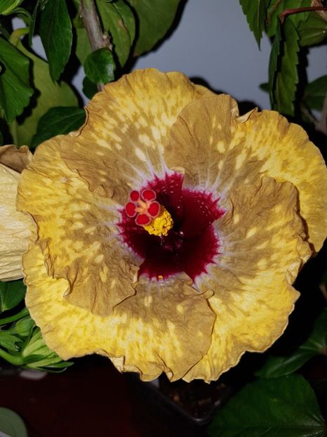  - HIBISCUS 2019