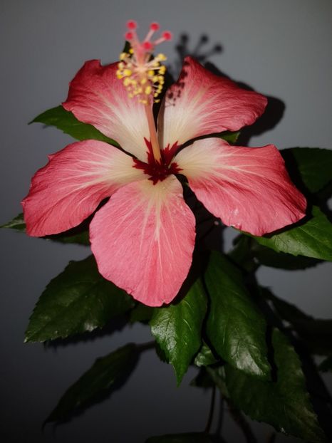  - HIBISCUS 2019