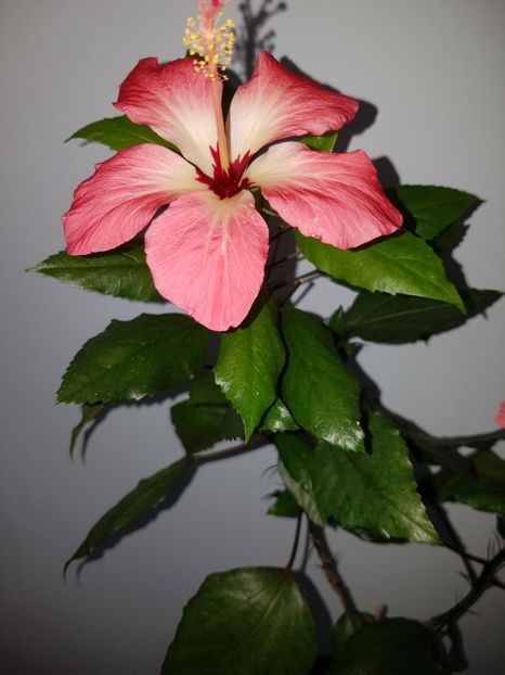  - HIBISCUS 2019