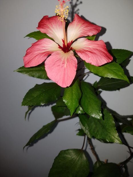  - HIBISCUS 2019