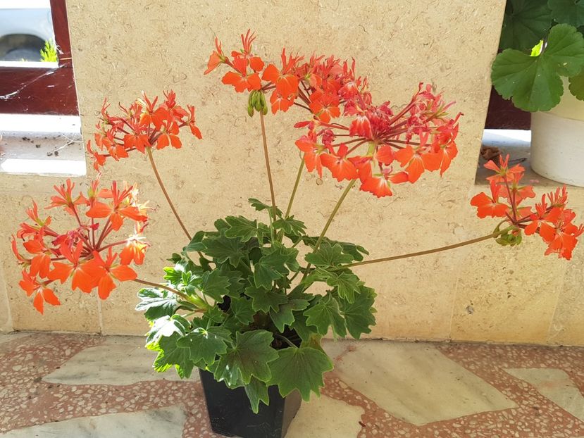 Chocolate-cea mai harnica la momentul actual - Muscate de colectie 2019