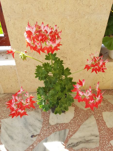 Easter Morning-locul 2 in top harnicie - Muscate de colectie 2019