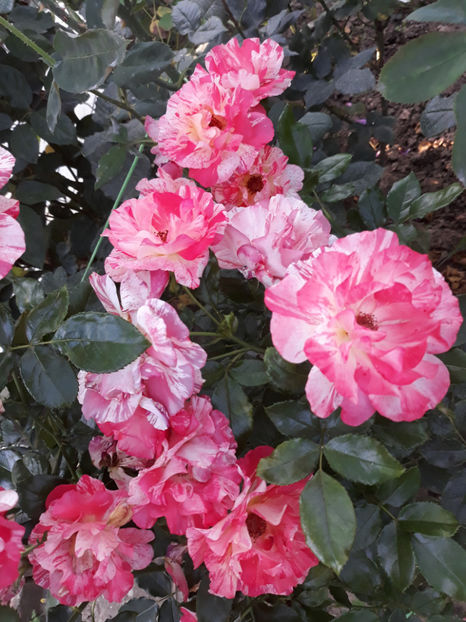  - ALFRED SISLEY Delbard 3