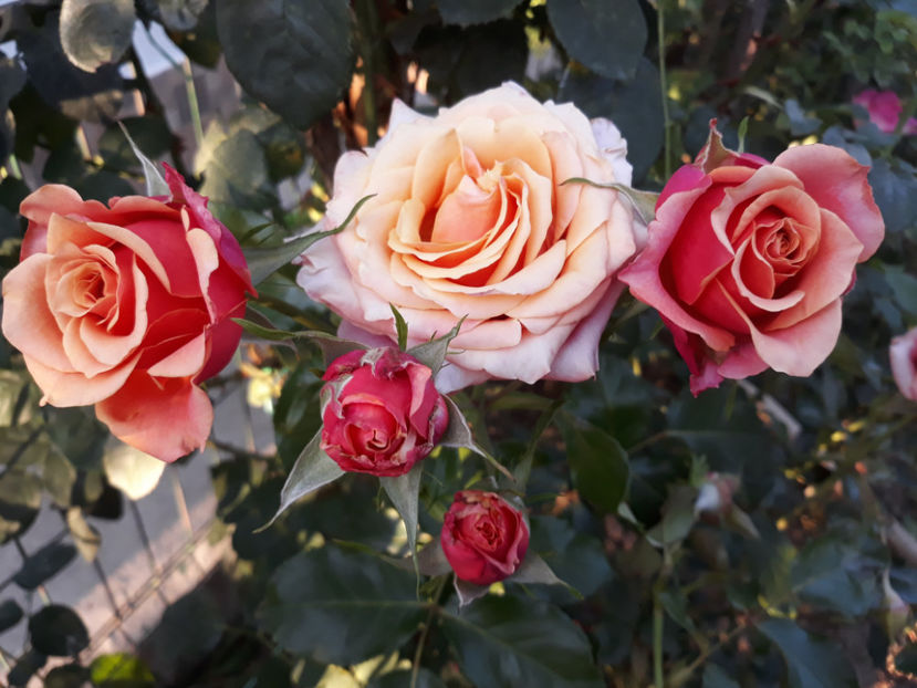  - CHERRY BRANDY TH 3