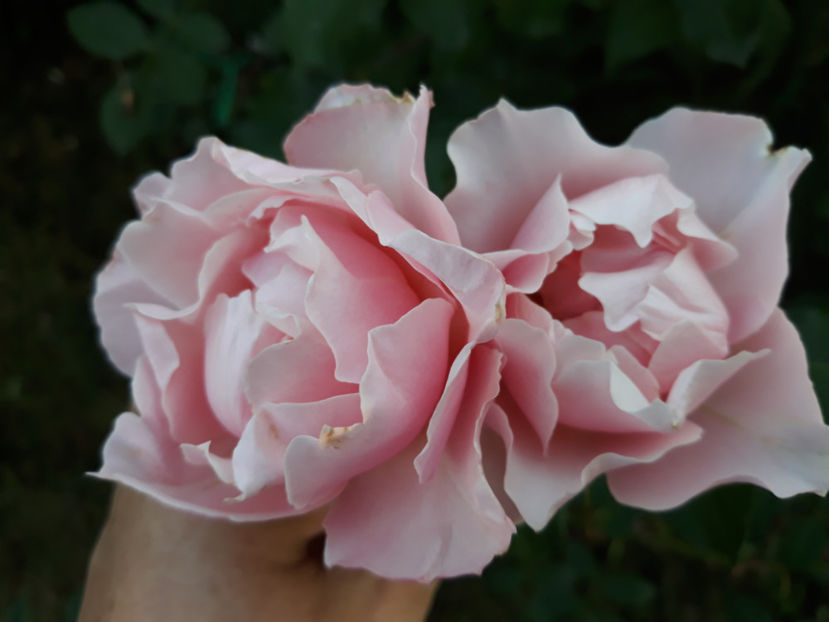  - PORCELAINE D ORIENT Takonori Kimura 4