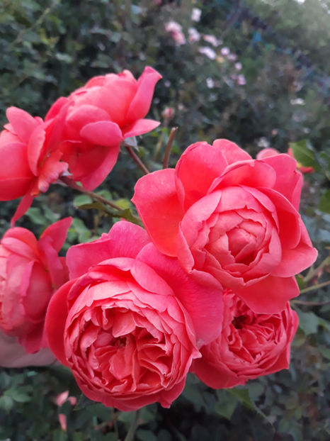  - SUMMER SONG David Austin 3