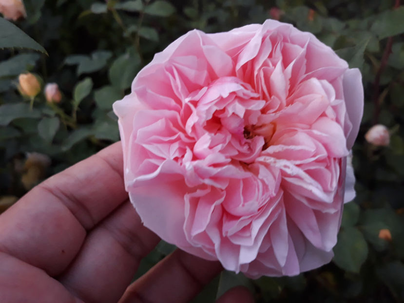  - EVELYN David Austin 3