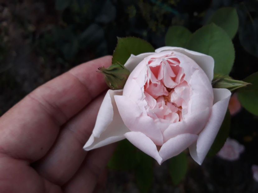  - GENTLE HERMIONE David Austin 3