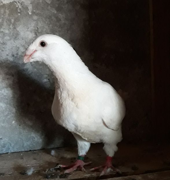 1-0 2019 - American giant homer