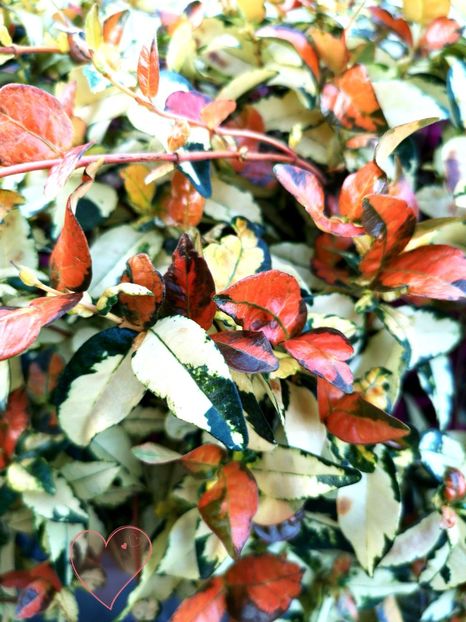  - 0 Trachelospermum asiaticum ogon nishiki