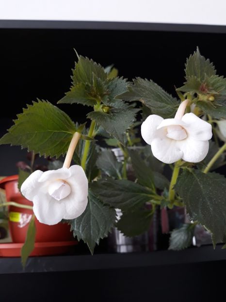  - R19 - Lavender Bliss