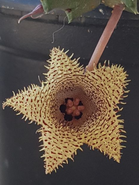 Huernia hystrix var. nova - Stapeliade 2018-2021-2022-2024-2025