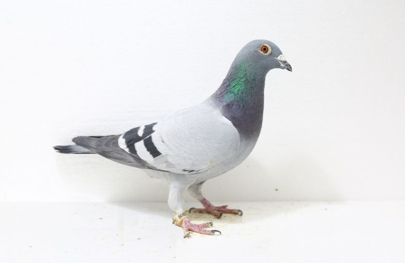 Nemtoaica - PORUMBEI