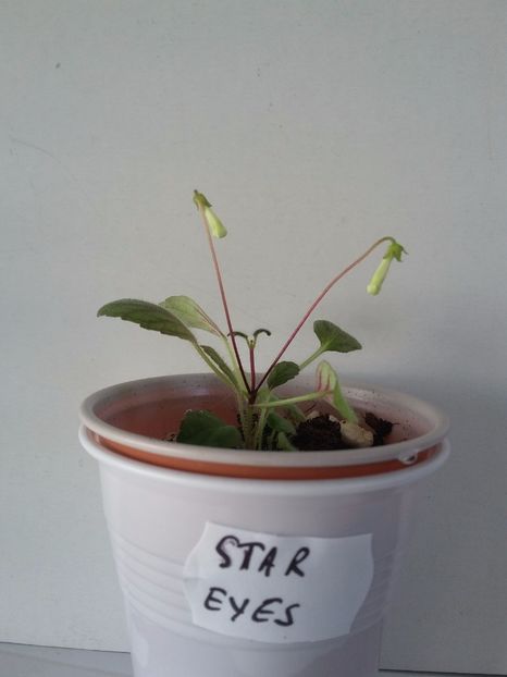  - Sinningii 2019