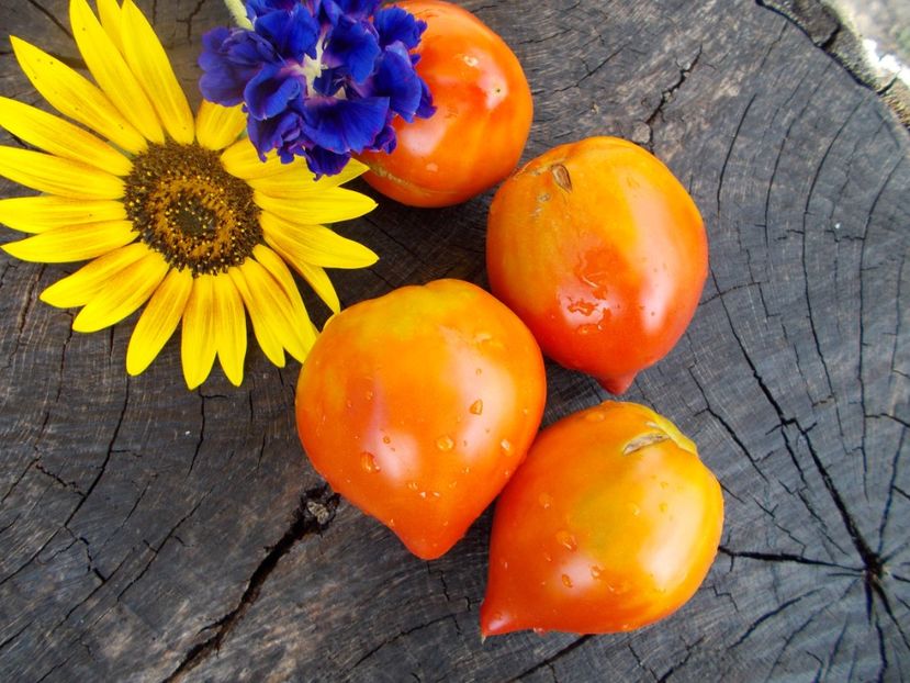  - SEMINTE ROSII - T 446 BELGIUM