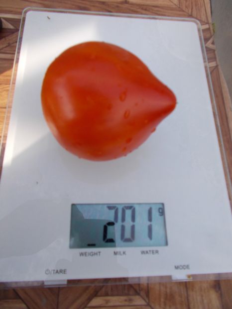  - SEMINTE ROSII - T 446 BELGIUM