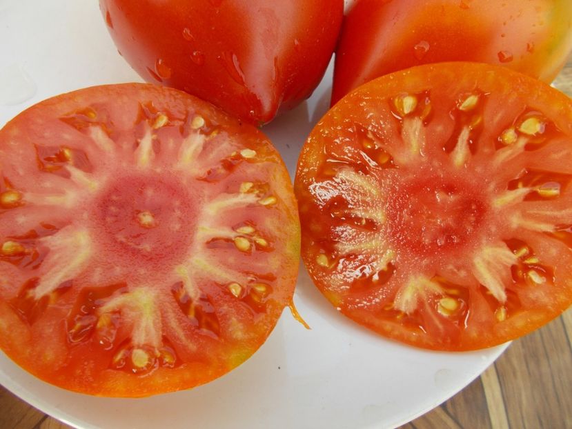  - SEMINTE ROSII - T 446 BELGIUM