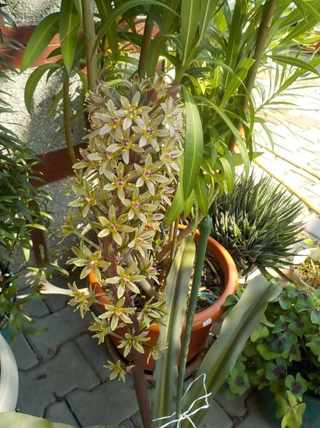  - eucomis