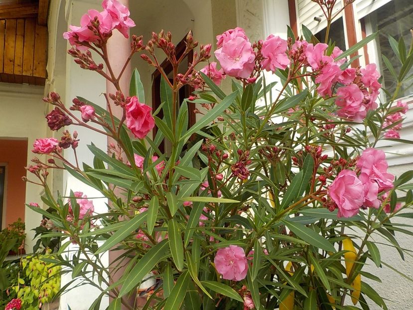  - roseum plenum 21
