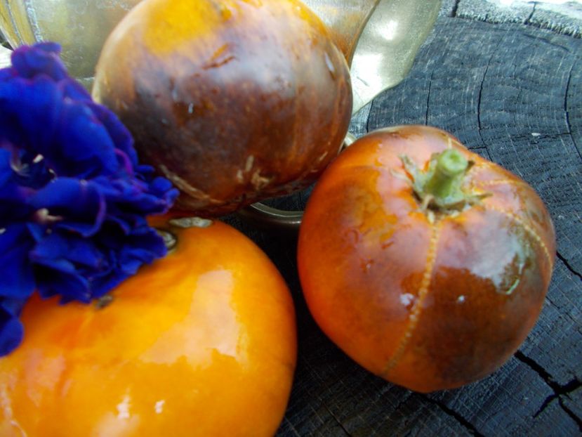  - SEMINTE ROSII - T 303 LUCID GEM - BRUNO