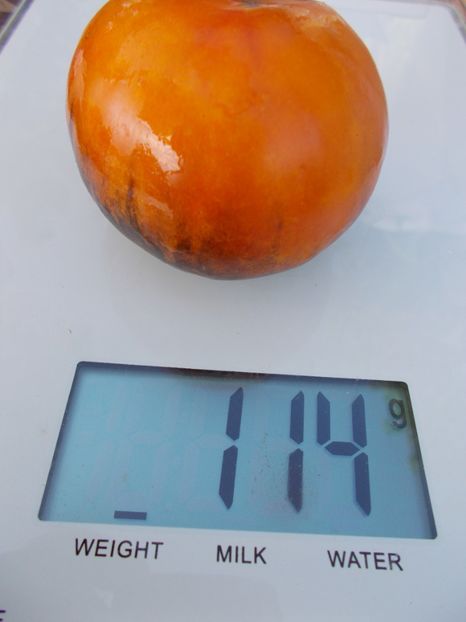  - SEMINTE ROSII - T 303 LUCID GEM - BRUNO