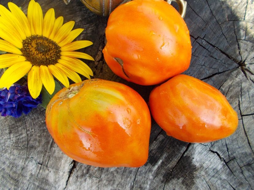  - SEMINTE ROSII - MOMINI SALZI - LACRIMILE FECIOAREI