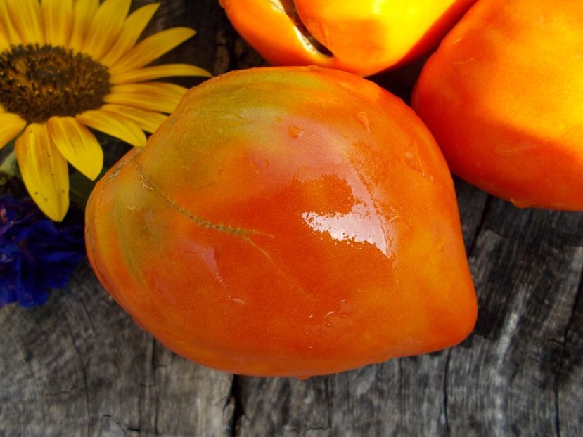  - SEMINTE ROSII - MOMINI SALZI - LACRIMILE FECIOAREI