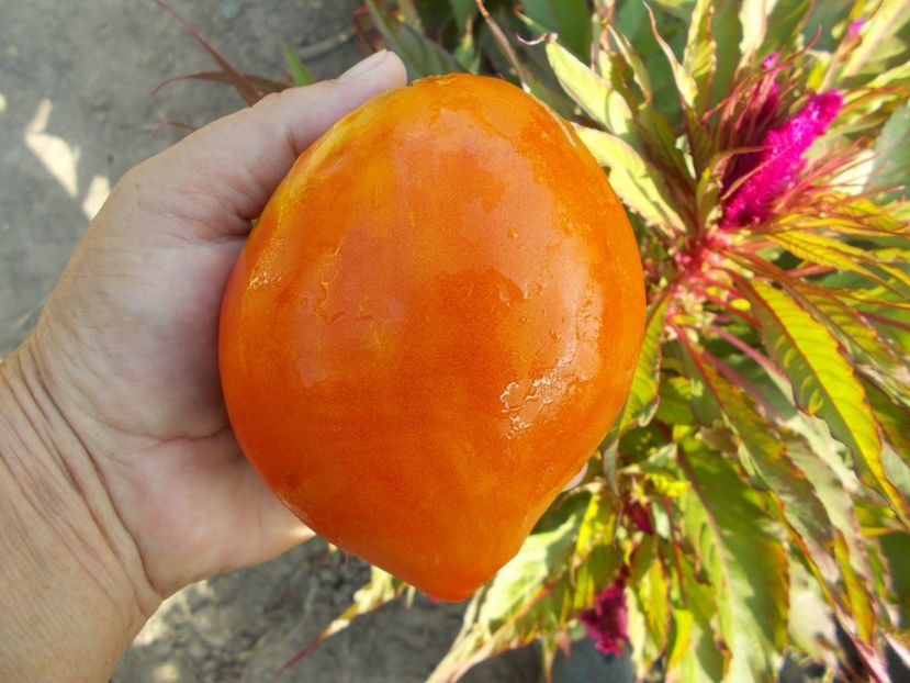  - SEMINTE ROSII - MOMINI SALZI - LACRIMILE FECIOAREI