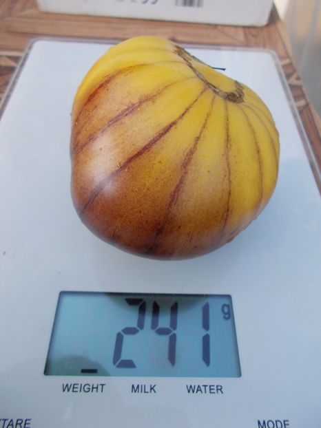  - SEMINTE ROSII - T 411 GREAT WHITE BLEU