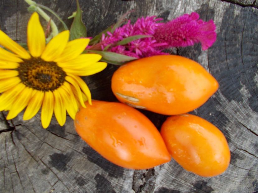  - SEMINTE ROSII - T 400 PERZEVIDNIJ ORANGE