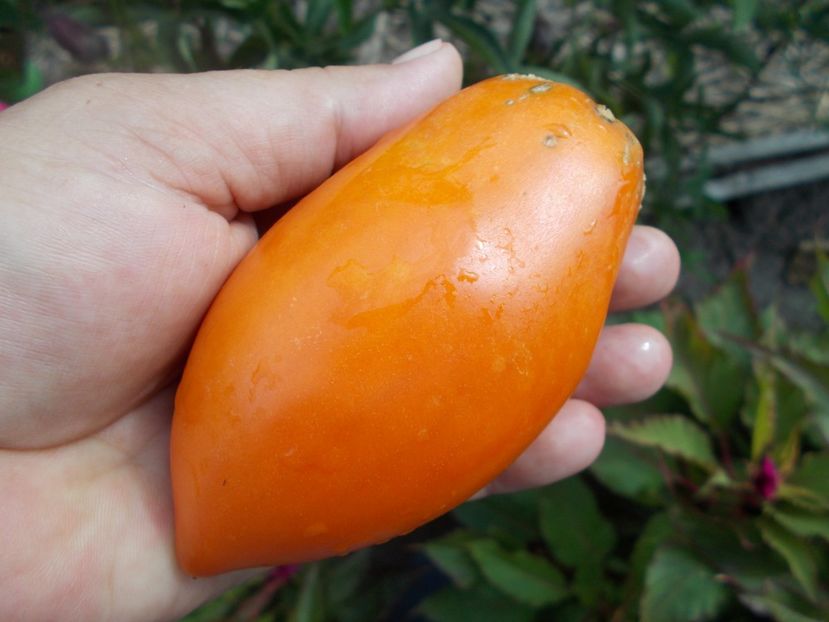  - SEMINTE ROSII - T 400 PERZEVIDNIJ ORANGE