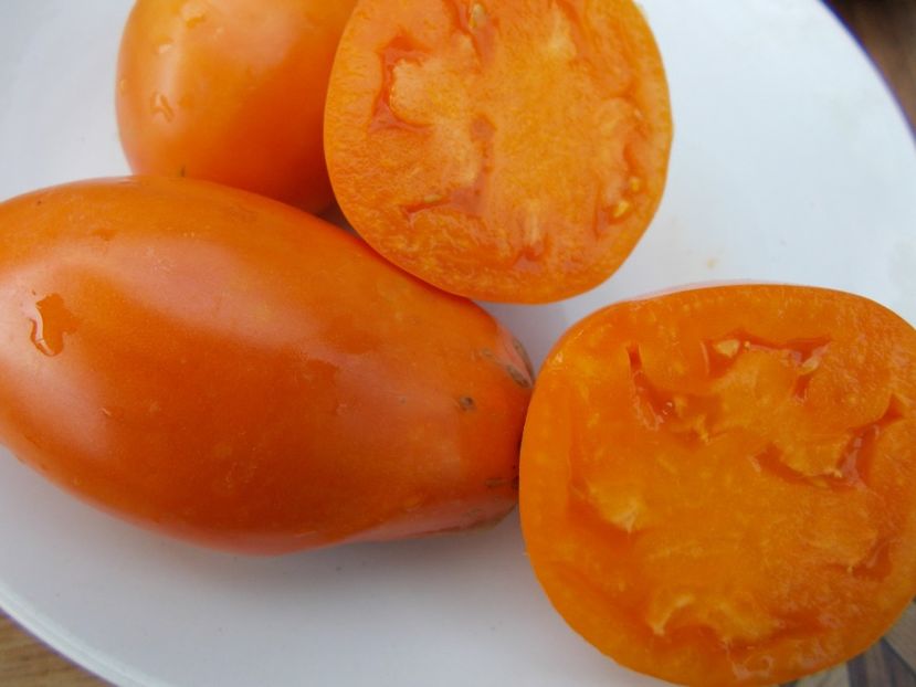  - SEMINTE ROSII - T 400 PERZEVIDNIJ ORANGE