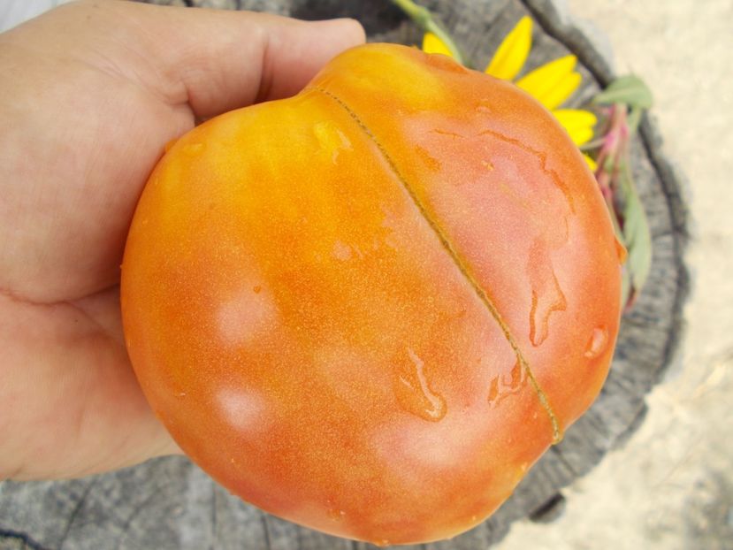  - SEMINTE ROSII - T 308 KIM S CIVIL WAR