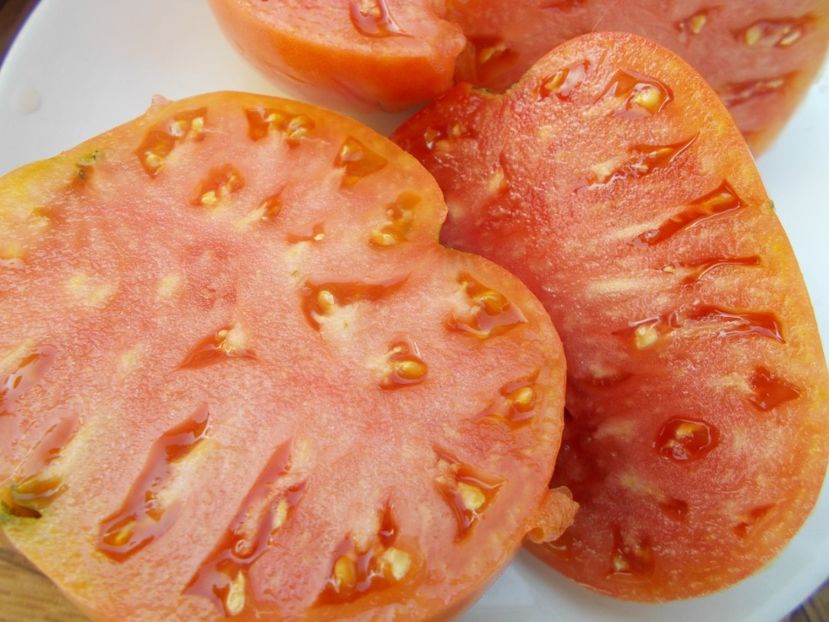  - SEMINTE ROSII - T 308 KIM S CIVIL WAR