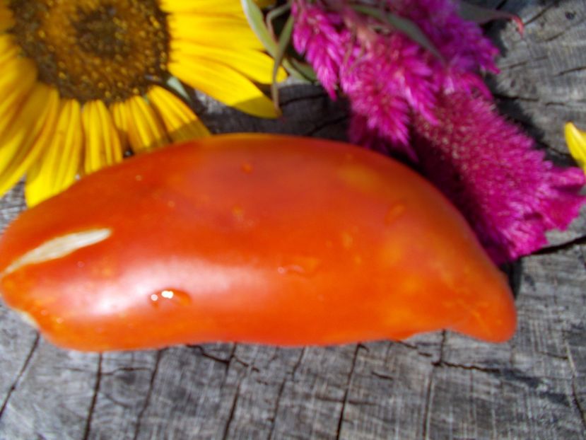  - SEMINTE ROSII - T 302 SAINT JEAN D ANGELY