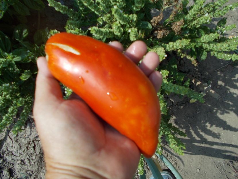  - SEMINTE ROSII - T 302 SAINT JEAN D ANGELY