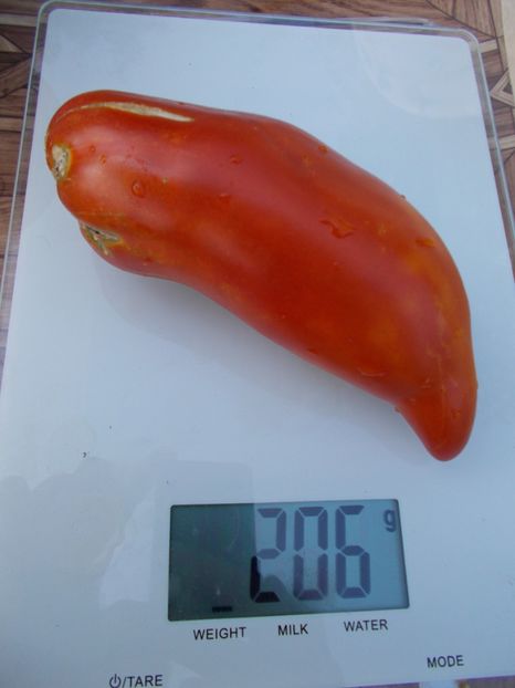  - SEMINTE ROSII - T 302 SAINT JEAN D ANGELY