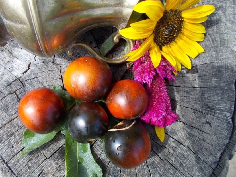  - SEMINTE ROSII - T 466 CASCADE VILLAGE BLUE